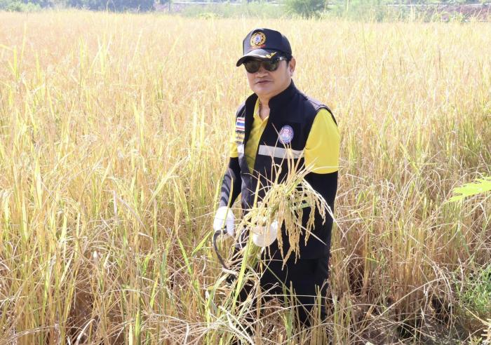 ลงแขกเกี่ยวข้าว ประจำปี ๒๕๖๗